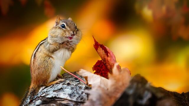 С НАЧАЛОМ ОСЕНИ! Очень красиво! Это Потрясающая, Просто невероятная музыка для души Сергей Грищук
