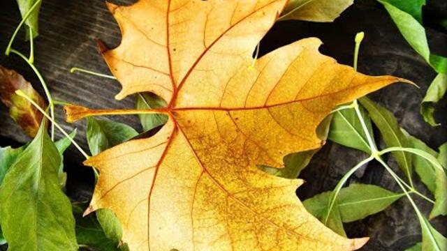ОСЕННИЕ ЛИСТЬЯ...