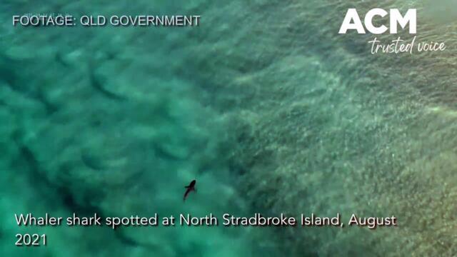 Whaler shark swimming at North Stradbroke Island