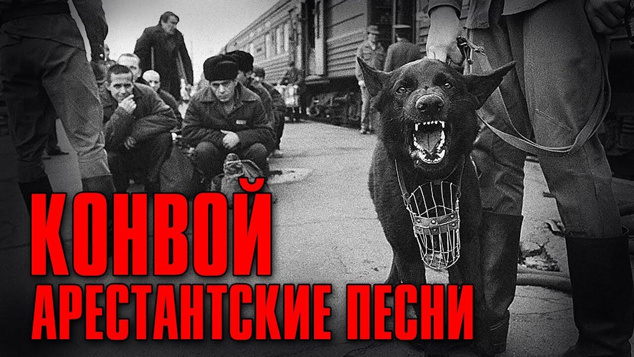 Песня конвой бутырка. Вологодский конвой. Конвой с собаками.