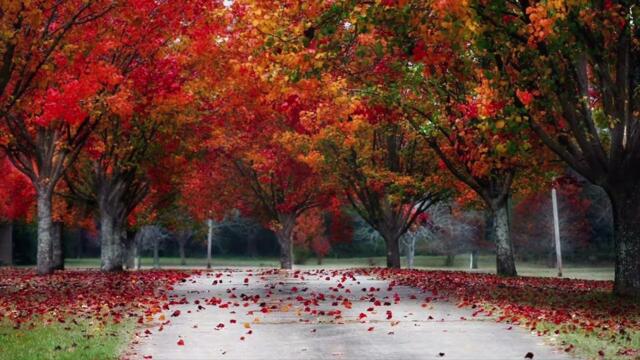 Андрей Скворцов - Осеннее волнение