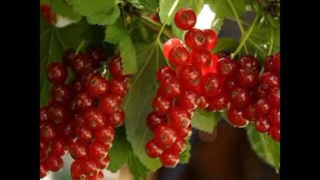 Группа Сентябрь - Малая Родина