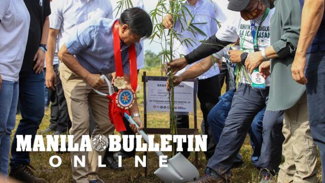 Marcos starts 65th birthday celebration by leading national bamboo, tree planting