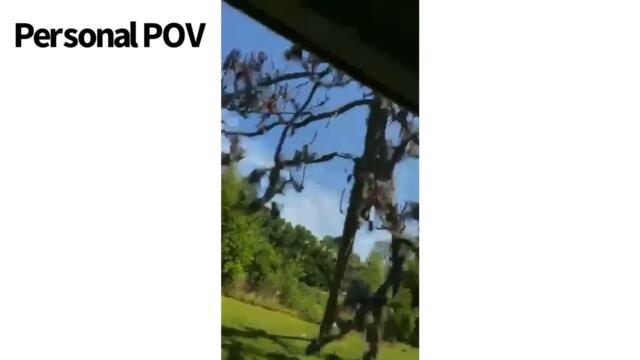 Man Narrowly Escapes Being Hit by Large Falling Tree