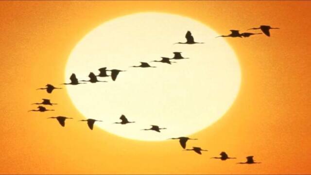 СОЛОВЬЁМ ЗАЛЁТНЫМ...ДЕНИС КОРОЛЁВ (БОЛЬШОЙ ТЕАТР)