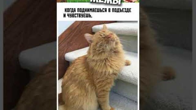 Мемы и приколы с котами #приколы #мемы2022 #мемы #котики