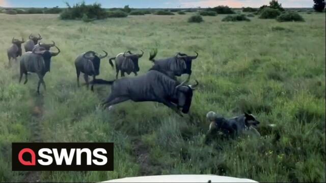 Tiny dog bravely confronts a herd of lively wildebeest in South Africa