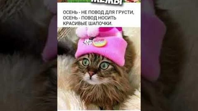 Мемы 2022 #коты #котики #приколы
