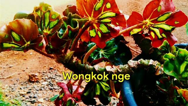 OJO_DIBANDINGKE - COVER LIRIK by DIAN SILFANI feat DADAN WIJAYA || BOS Muda