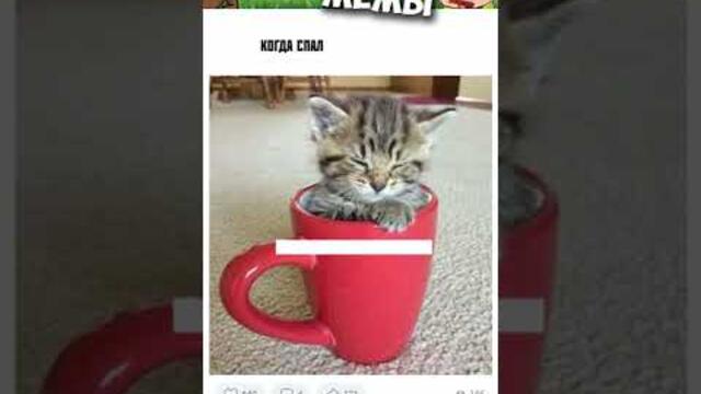 #приколы #коты #мемы #мем #мемы2022 #юмор #кошки #мемыпро100