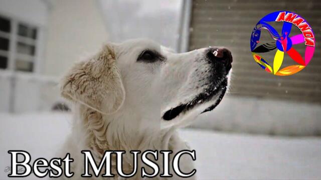 Красивая мелодия! Сергей Чекалин - Падал снег.