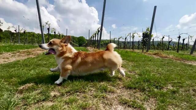 Yorkshire Woman Discovers Her Dog is Related to the Queen’s Corgis