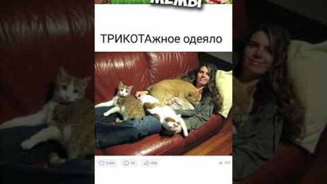 Мемы 2022 #коты #котики #приколы #кошки #мем