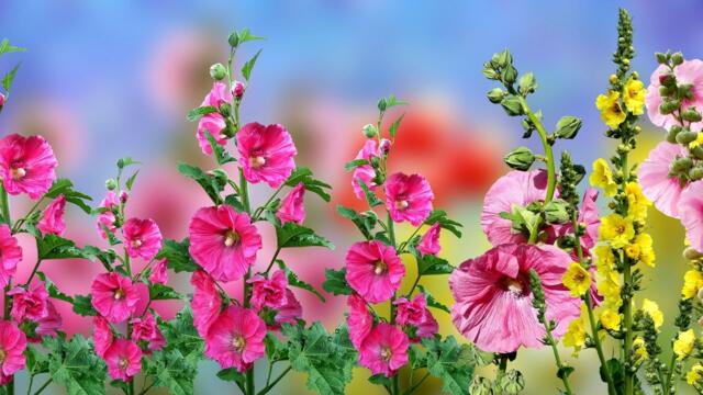 ✿ Красота от моята градина  - красивото цвете Hollyhock ✿