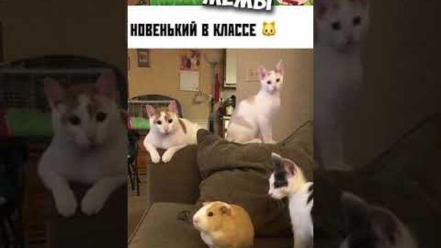 #приколы #лютыеприколы #мемы #мем #мемы2022 #юмор #коты #кошки #котики #котята #кот #мемыпро100