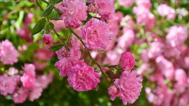 Мелодия чудесная, входит в твою сущность постепенно и наполняет теплом и ЛЮБОВЬЮ