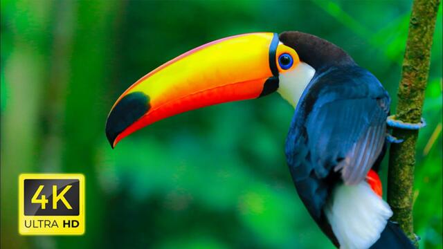 4K Our Planet - Scenic Relaxation Film With Relaxing Music & Animals around the world