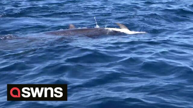 Heartbreaking moment a mother dolphin was seen carrying her deceased calf on her back for several days in apparent gesture of mourning
