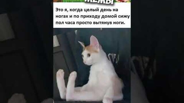 Мемы 2022 #мемы #мем #коты #котики #приколы #кошки #кот #котик #shorts