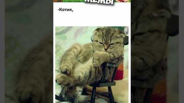 Мемы 2022 #мемы #мем #коты #котики #приколы #кошки #кот #котик #shorts