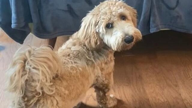 Puppy Runs to Jump onto Couch But Falls Short