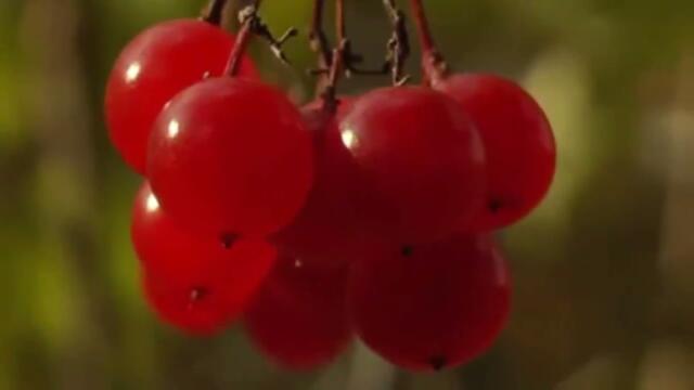 Анатолий Кулагин   -   НАШЕЙ ОСЕНИ ВАЛЬС