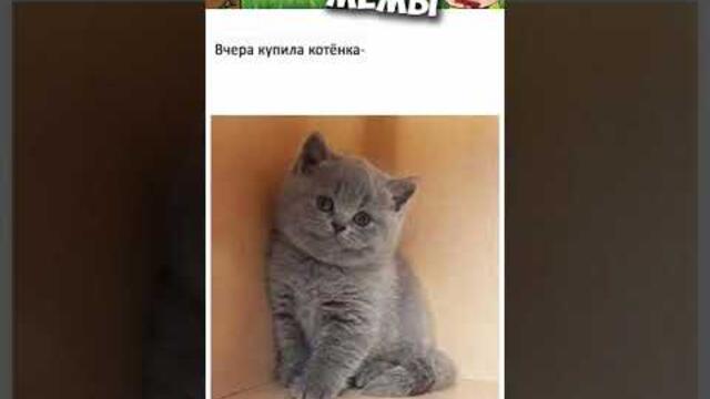 Мемы 2022 #мемы #мем #коты #котики #приколы #кошки #кот #котик #shorts
