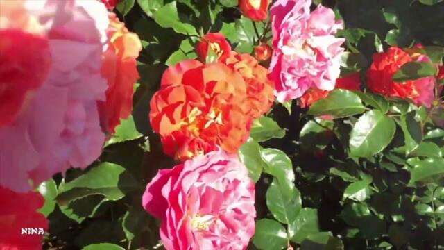 Вальс Прекрасных Роз под Несравненно Красивую Мелодию!