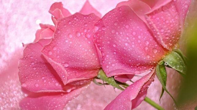 ВИКТОР ЛЕКАР   -   ЭТИ РОЗЫ ДЛЯ ТЕБЯ!