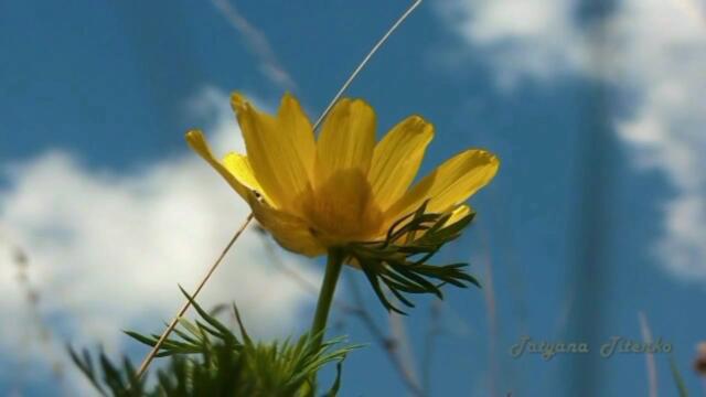 Наедине с музыкой  Эдгар Туниянц Классика Рояль