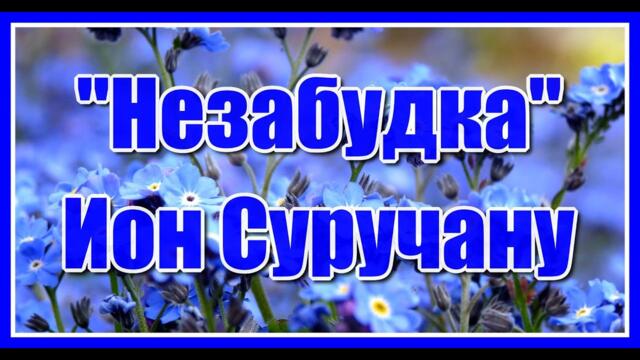 Ион Суручану   -   "Незабудка"