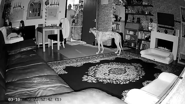 Dog owners were shocked when CCTV showed their clever pooch rearranging the furniture in the middle of the night - to make herself a perfect comfy dou