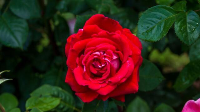 Музыка расслабляет нервную систему, улучшает память 🌿 Сергей Грищук музыка