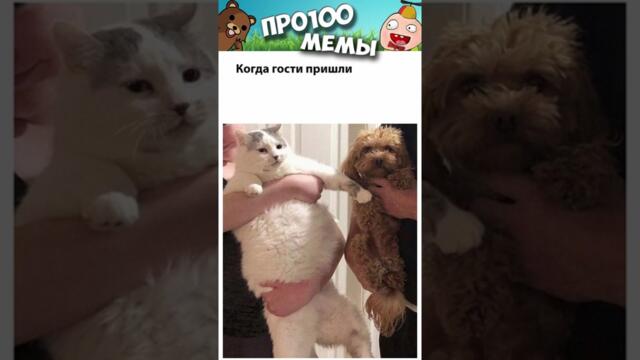 Котики и Мемы с ними #котики и #кошки #подпишись