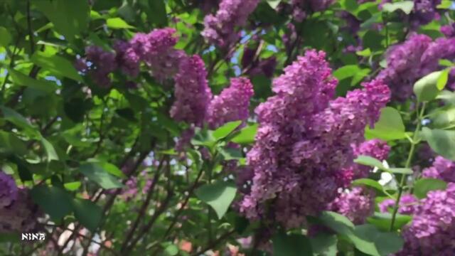 Вальс Сирени под Невероятно Красивую Душевную Мелодию!