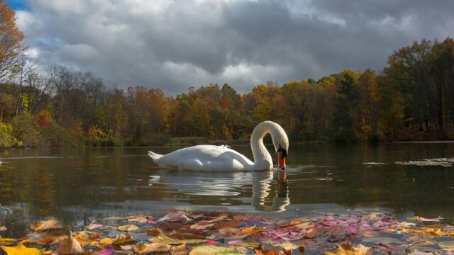 Ольга Гера  -   Женский романс.