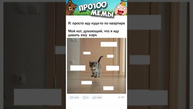 Мем и прикол #котики и #кошки #подпишись