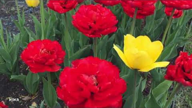 Цветущий Май под Красивую Вдохновляющую Мелодию!