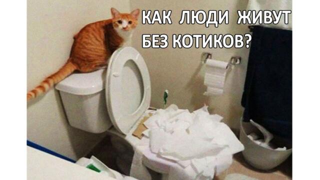 Приколы и Мемы с Котами #мемы #мем #мемыскотами #коты #кошки #котики #котята #кот #котик #мемыпро100
