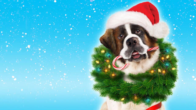 Коледното приключение на Бетовен (синхронен екип 2, дублаж на студио VMS, 14.10.2022 г.) (запис)