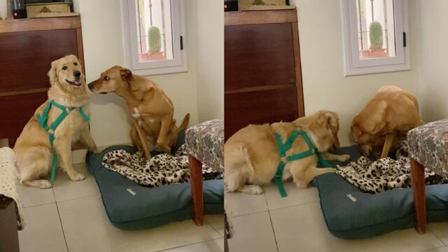 Naughty, playful Golden Retriever meets her quiet, serious friend for the 1st time