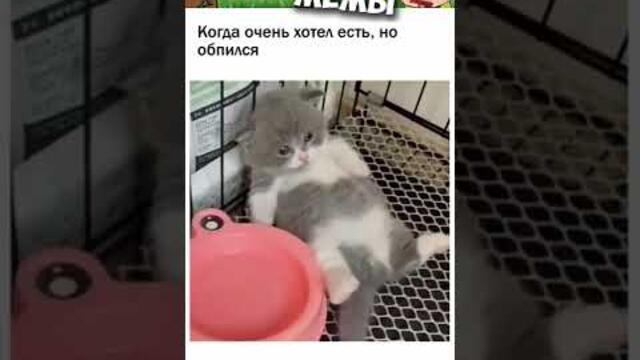 Мемы #котики и #кошки #коты #подпишись