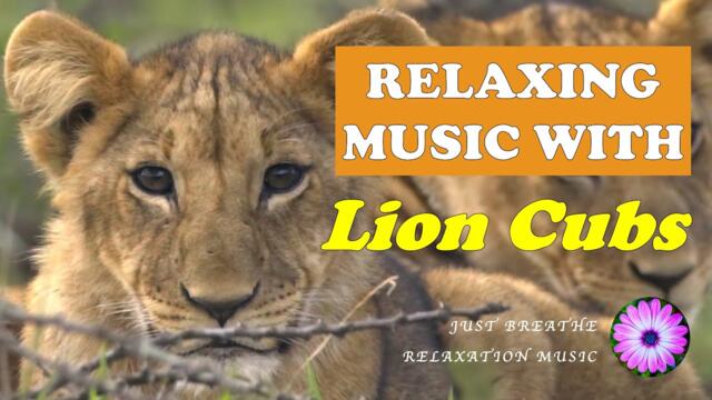 One hour of relaxing music with lion cubs; sleep/study/calm/meditation music || Just Breathe