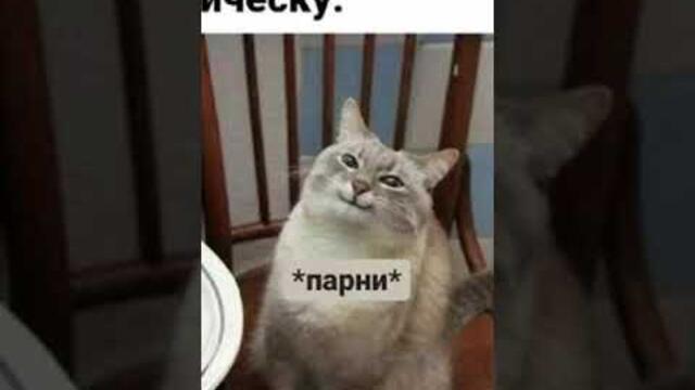#приколы #мемы #мем #котики #кошки