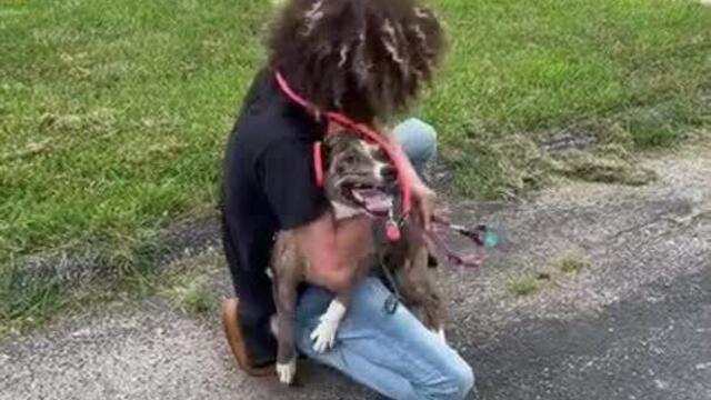 Missing Dog Gets Reunited With Owner After 3 Weeks