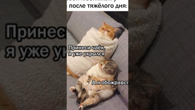 Мемы Просто Мемы