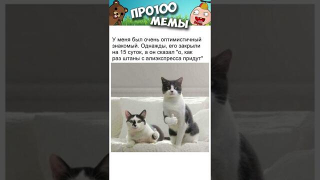 МЕМЫ ЕСТЬ МЕМЫ #приколы #юмор #коты #кошки #мемы #мем #котик