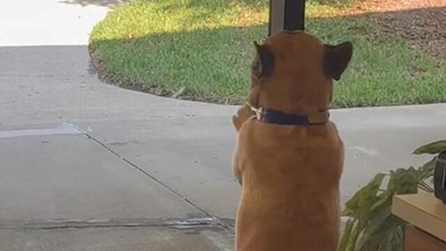 French Bulldog Gets Excited to Meet the Mailman