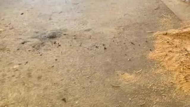 Woman Struggles With Snake Found in Stable