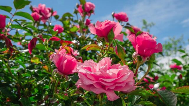 Красивые цветут - Музыка, лечащая сердце и сосуды!успокаивающая музыка для нервов,улучшающая память